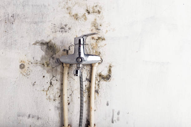 Best Professional Mold Removal  in Reamstown, PA