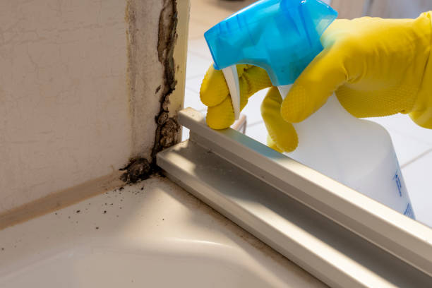 Certified Mold Removal in Reamstown, PA