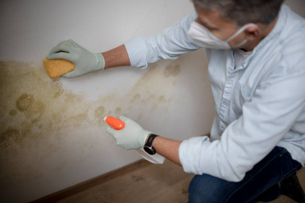 Best Residential Mold Removal  in Reamstown, PA