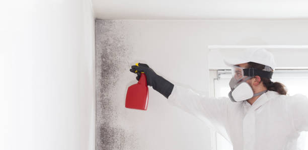 Best Attic Mold Removal  in Reamstown, PA