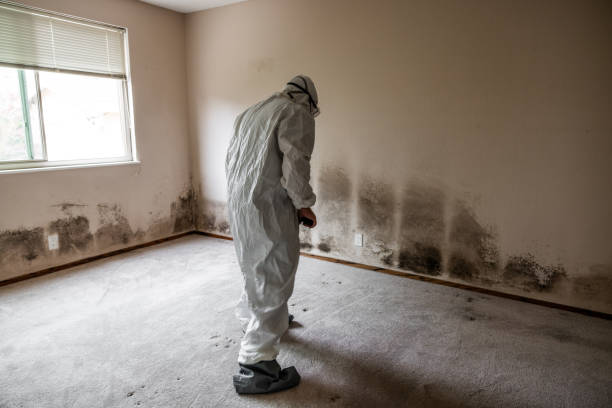Best Fast Mold Removal  in Reamstown, PA