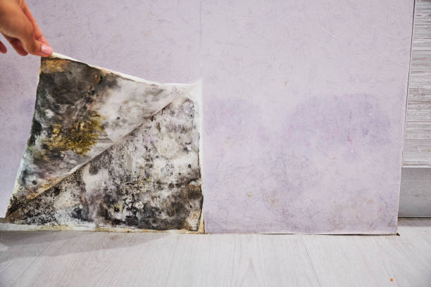 Best Mold Damage Repair  in Reamstown, PA
